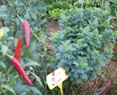 Organic Fertilizer Companies on Welcome How To Apply Our Fertilizers Asia Organic Farm Produces