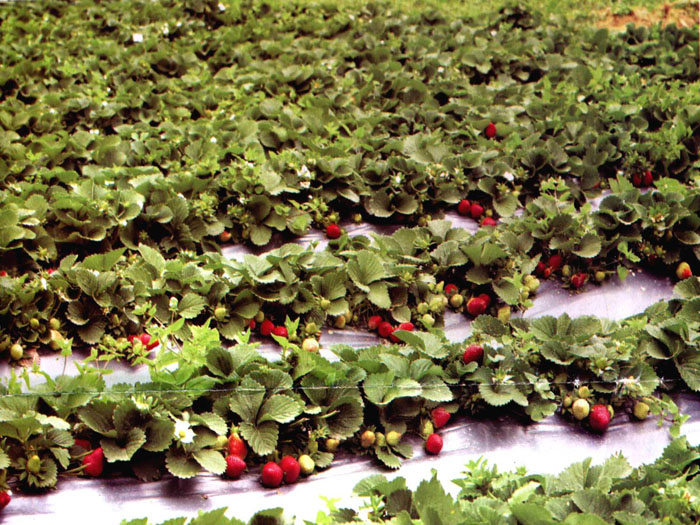 Planting A Strawberry Patch